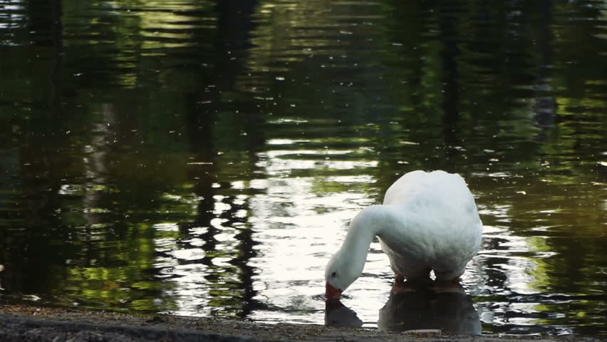 A white goose drinking water in a pond.