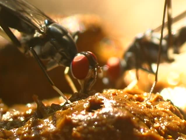 Fly feeding on excrement