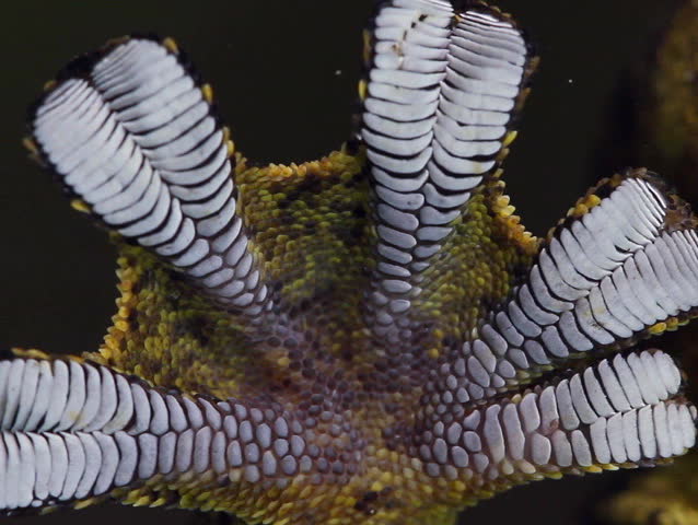 Sticky lamellae on the underside of a gecko foot