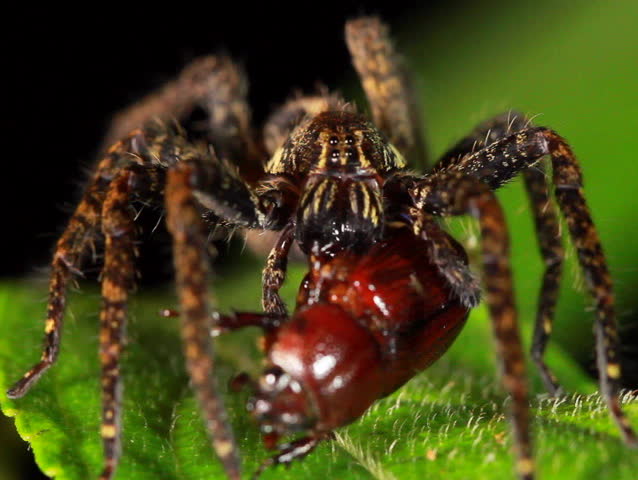 Wandering Spider (family Ctenidae) feeding on a beetle