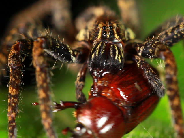 Wandering Spider (family Ctenidae) feeding on a beetle