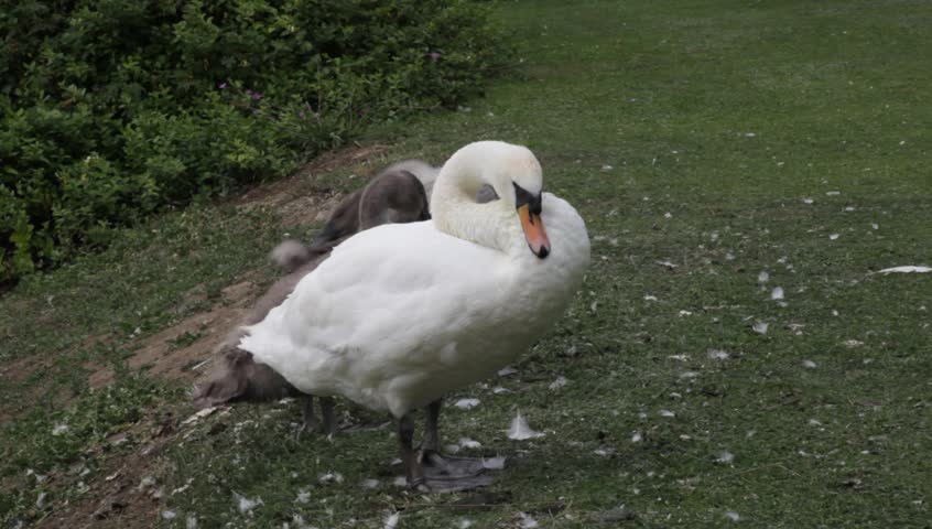 Family of swans preening themselves on a river bank.