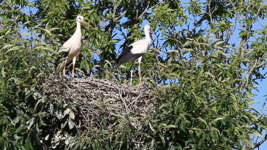 young storks taking off from nest on top of chestnut tree