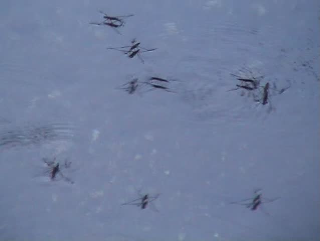 Water skaters (Water strider) in water
