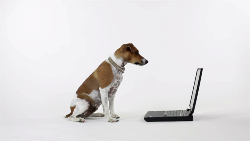 A little Jack-Rat Terrier sitting in front of a laptop looking at it intently as if reading what is on the screen. Taken on a white backdrop.