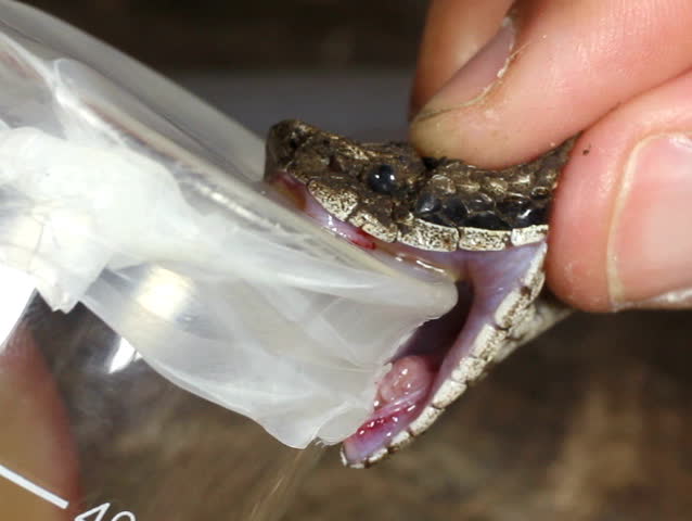 Collecting venom from a venomous pitviper (Bothrops lojanus)