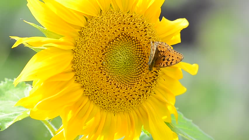 Butterfly on big sunflower
