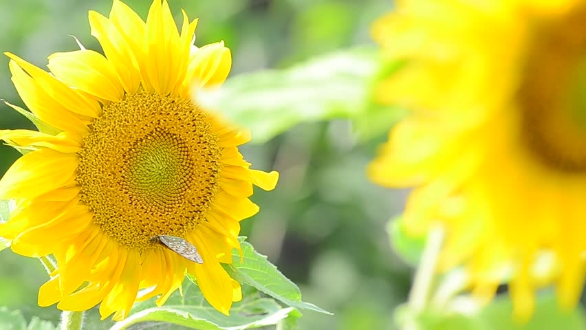 Butterfly on sunflowers