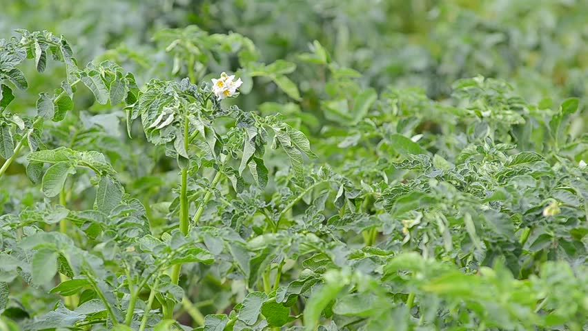 Potato field