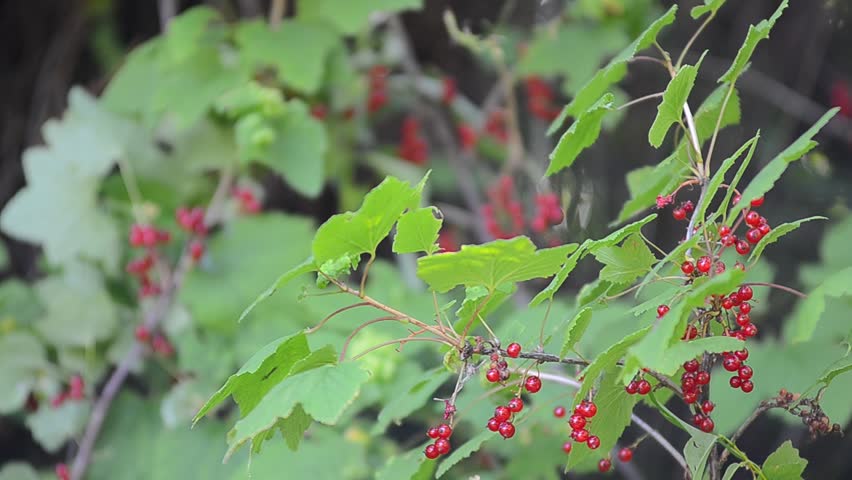 Red currants
