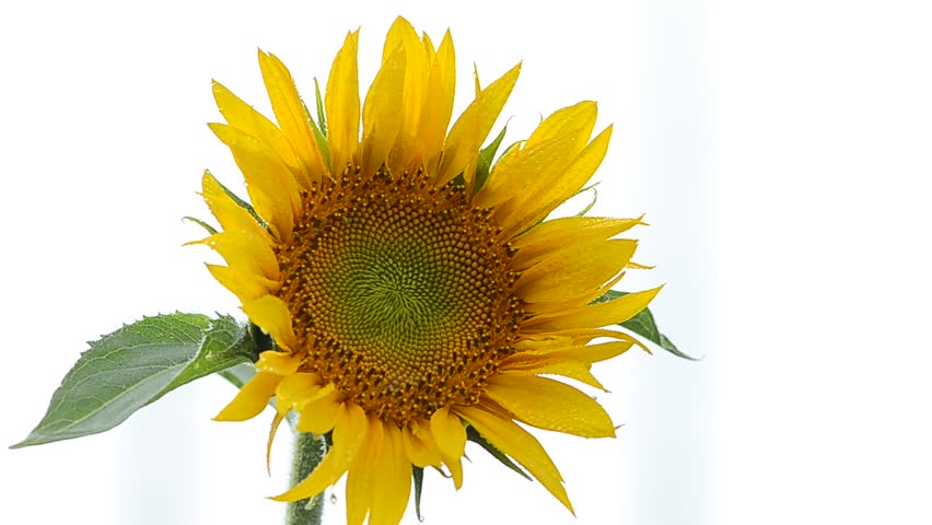 Sunflower on white background