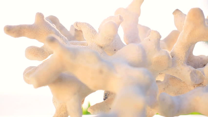 Fragile beauty of a fragment of sea coral washed up on the beach