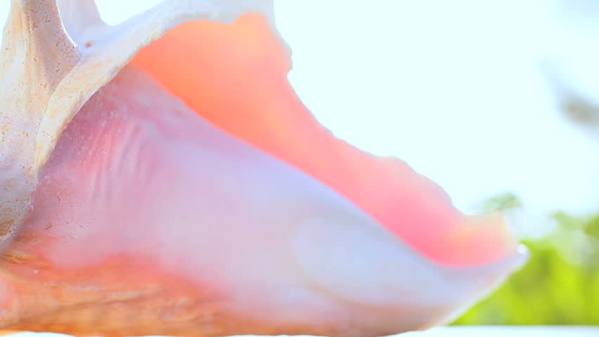 Extreme close-up of the fragile beauty of a piece of coral washed up on the beach