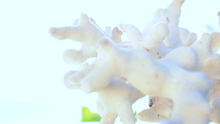 Extreme close-up of the fragile beauty of a piece of coral washed up on the beach