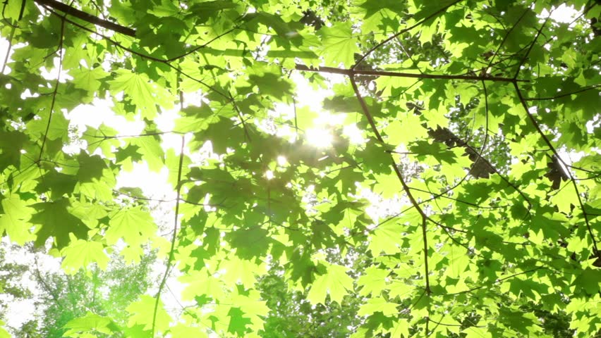 Sunlight breaks through the green leaves of maple, fluff flies and falls down