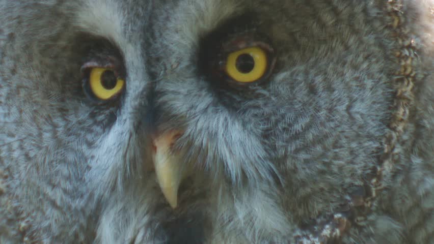 great grey owl