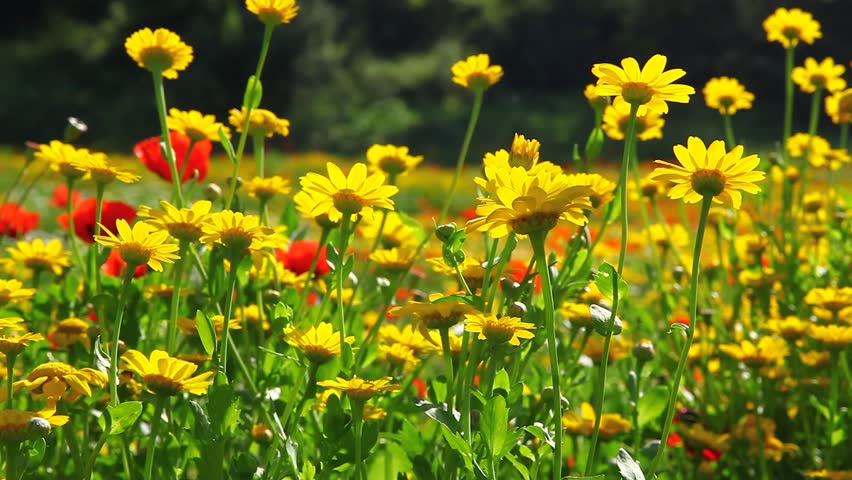 Wild poppies and daisy flowers, beautiful spring time
