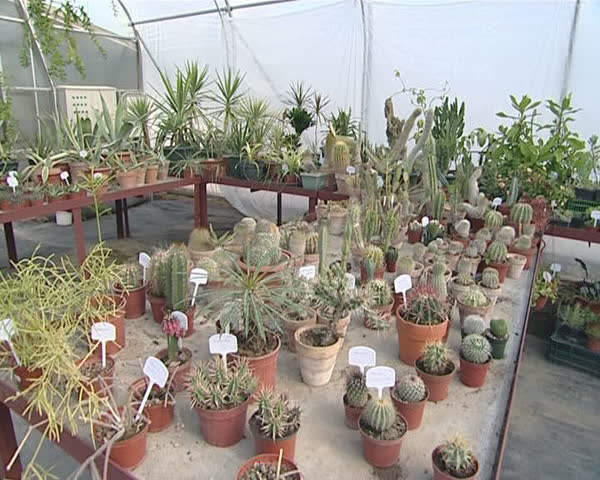 Cactus growing in greenhouse. Many different kinds of cacti growing on the shelves. 