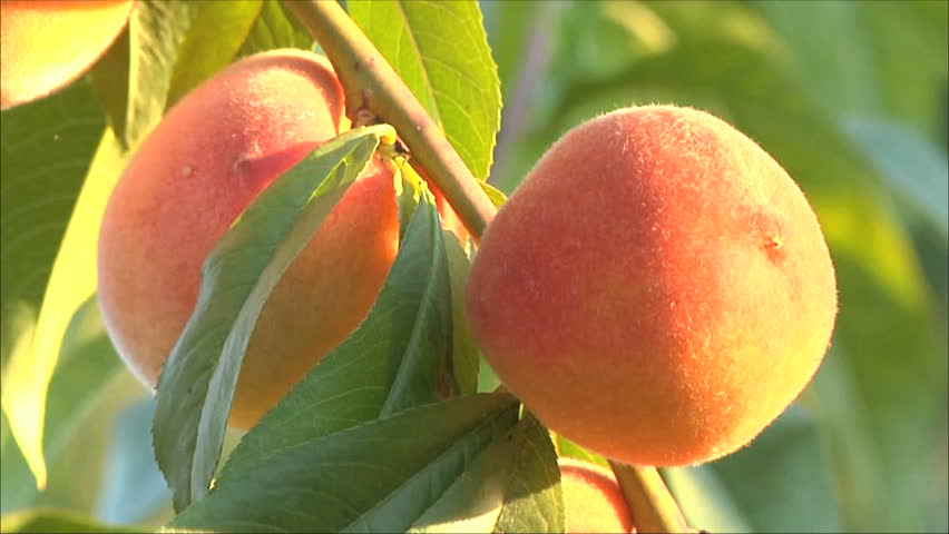 peach on a tree, three frames