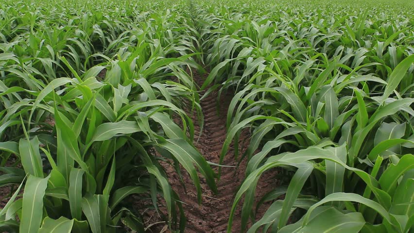 Rows of healthy, green, maturing corn crop blows in wind. 1080p
