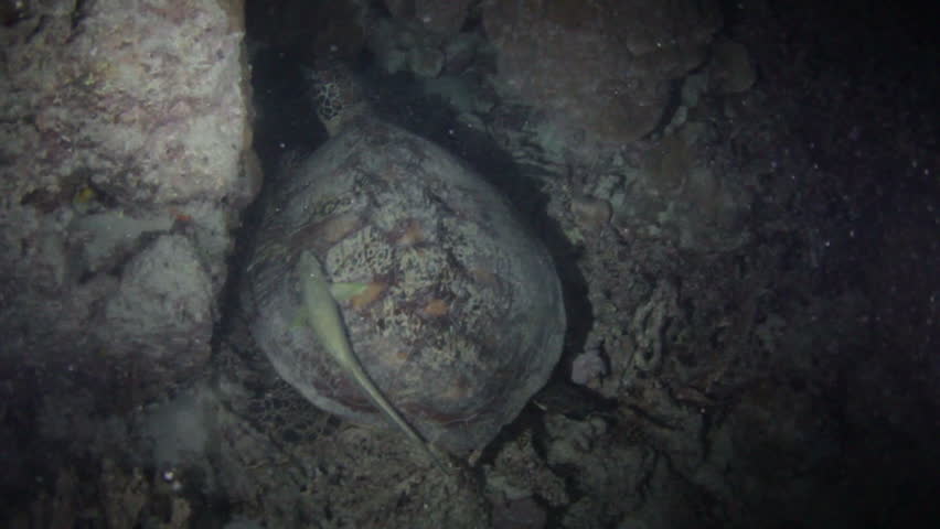 pacific green sea turtle with remora attached disturbed whilst sleeping, great barrier reef, cairns, Queensland, Australia