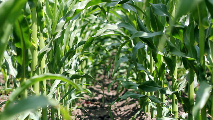 Cornfield on a bright sunny day. HD 1080i.
