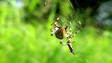 The spider has caught a victim - it very much is glad to it