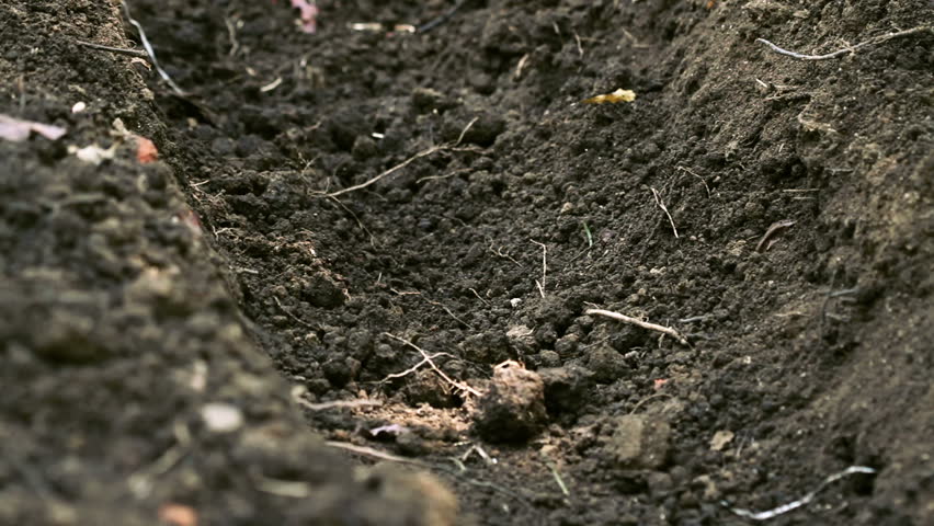 stalk of sugarcane being planted