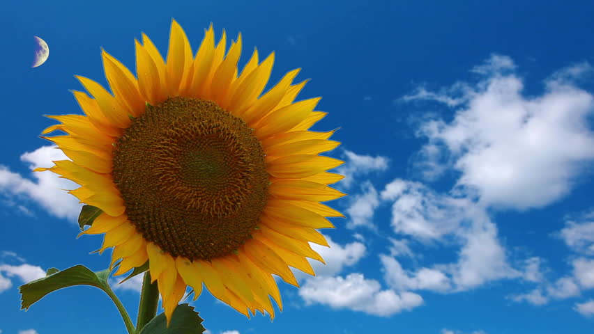 flowering sunflower on a background cloudy sky