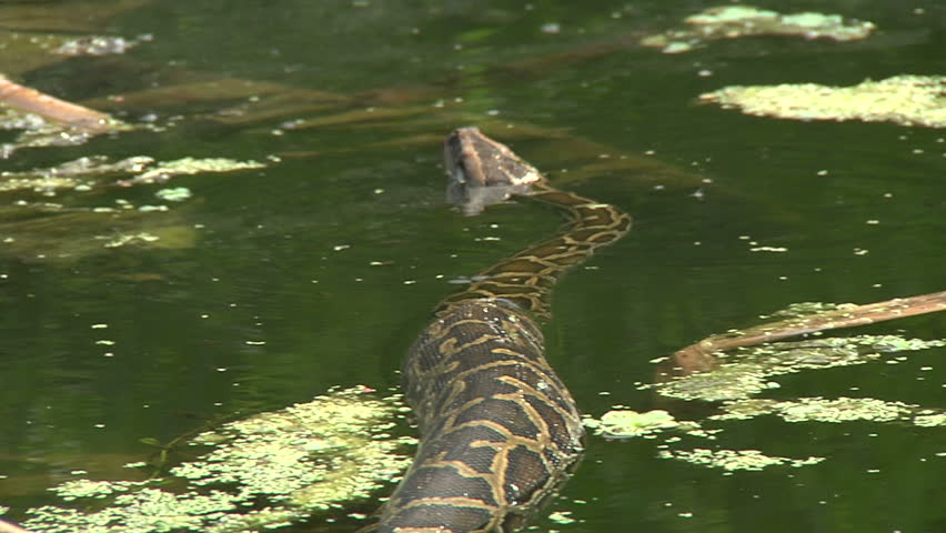 Python in Water