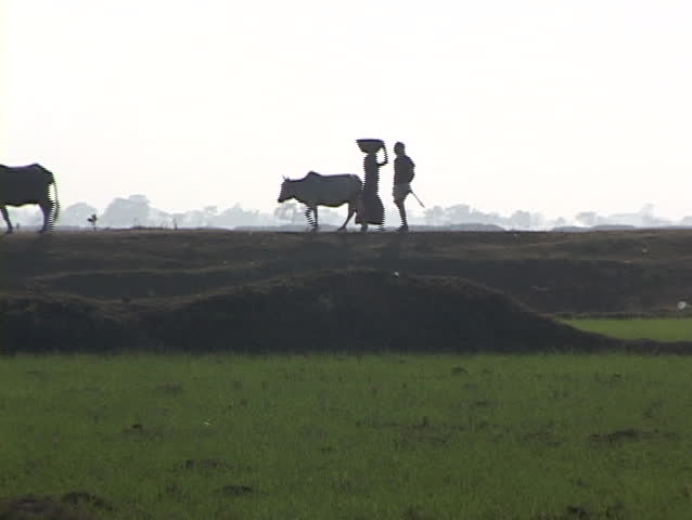 Villagers and farmers walk in silhouette near an Indian rice paddy.