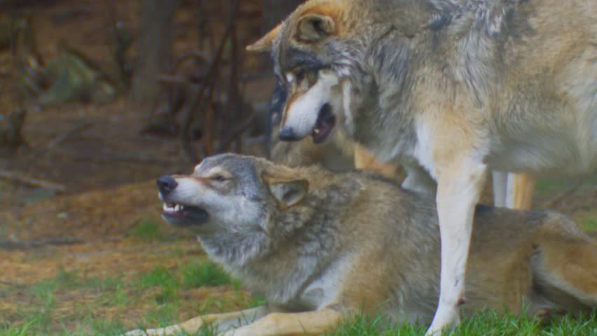 wolf 