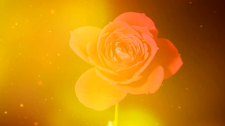 Abstract time lapse of flowers blossoming