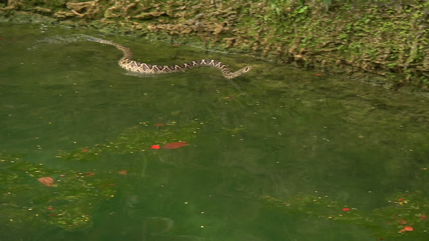 Eastern DB Rattler