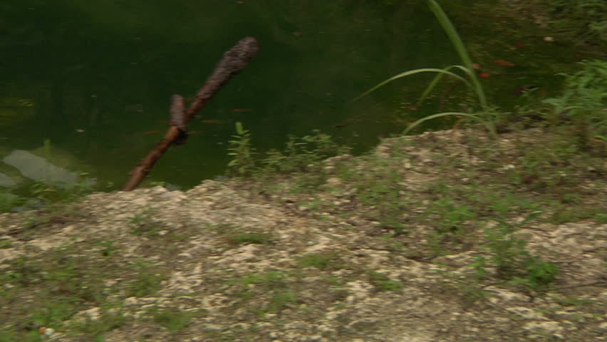 Eastern DB Rattler