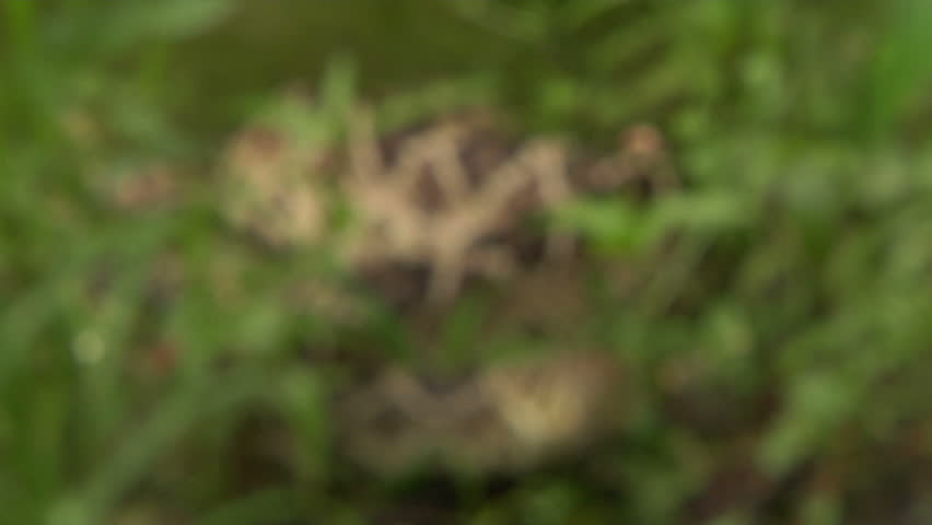 Eastern DB Rattler