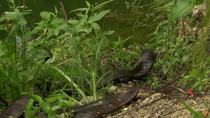 Eastern DB Rattler