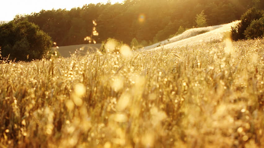 Dry grass on the meadow. Beautiful autumn.