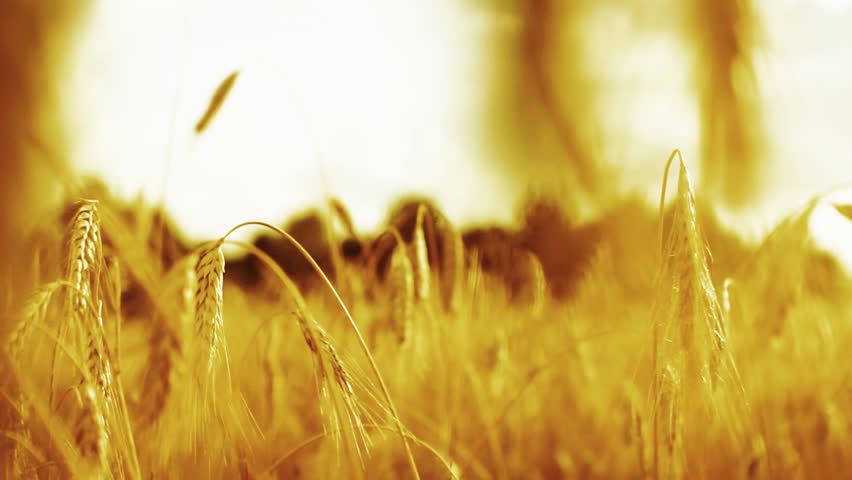 Golden cereal crop, Harvest time.