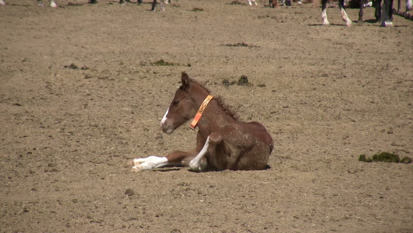 A cute foal awkwardly stands up.