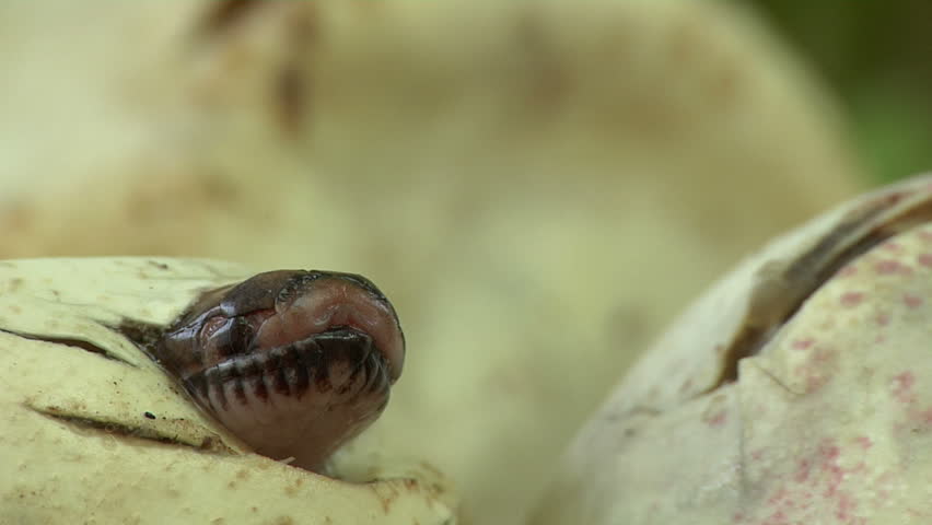 Pythons Hatching