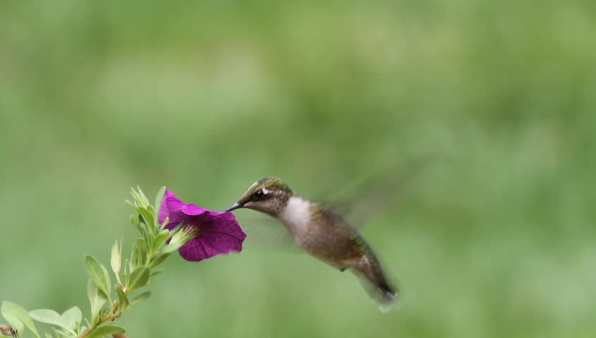 Juvenile Ruby-throated Hummingbird (archilochus colubris) in flight with a flower