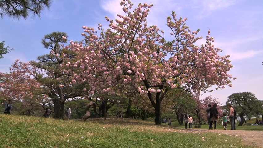 Cherry Blossom Tree in Japanese Garden in Tokyo.