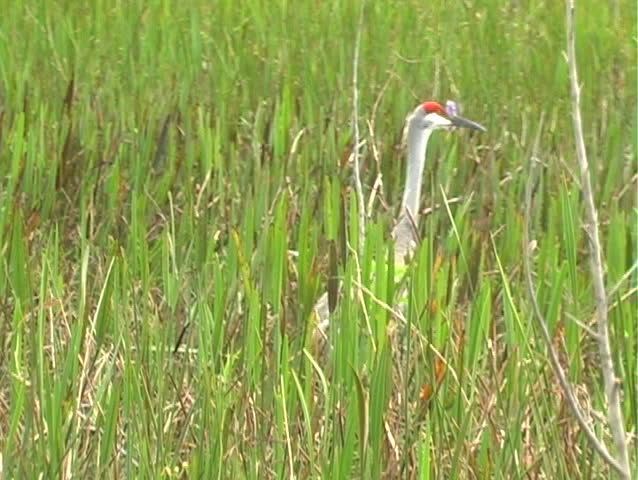 View from an airboat of a sandhill crane in the northnernmost part of the Florida everglades.