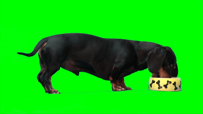 Black dachshund dog eats from dog's plate