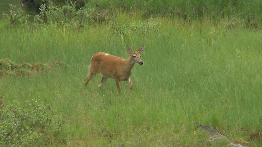 Whitetail doe grazing in a meadow