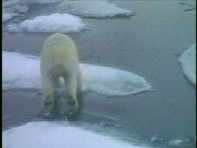 A polar bear runs across ice floes.
