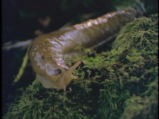 A banana slug slides across green moss.