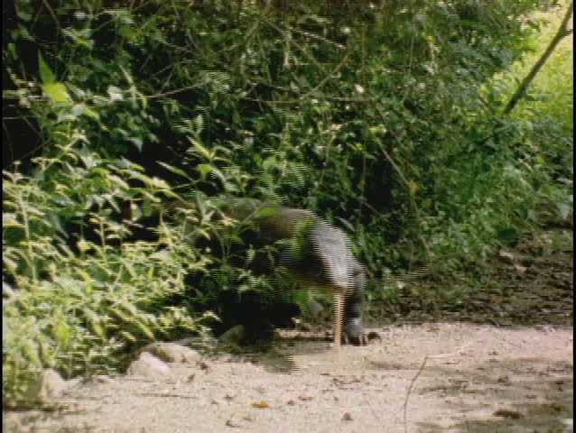 A Komodo dragon walks over a sandy path.