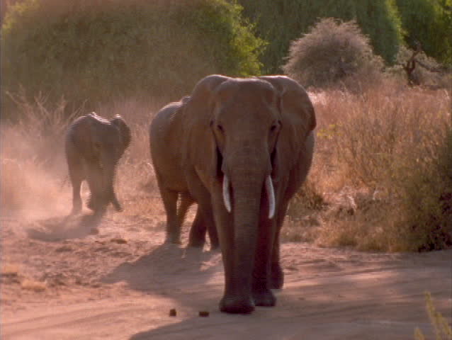 Elephants walk along a sandy trail in Kenya, Africa.